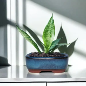 Pot Céramique Plante Idéal – Cache-Pot Intérieur Extérieur